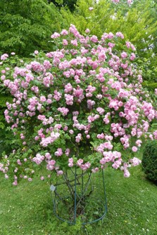 Irish rose bush